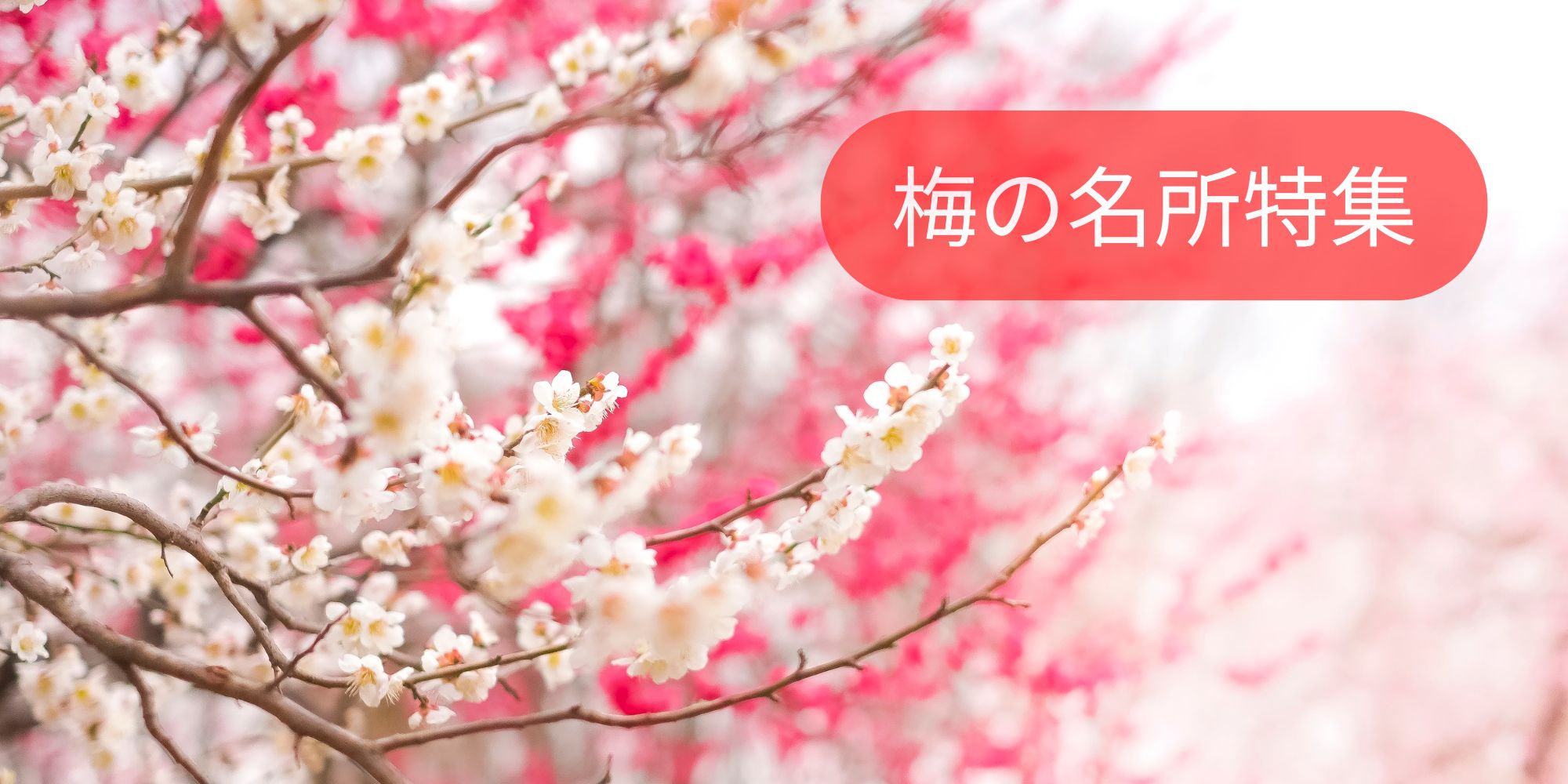 神奈川の梅の名所